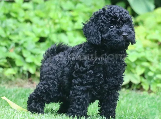 Farklı ve özel olmak için mükemmel siyah poodle yavrular