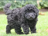 Farklı Ve Özel Olmak Için Mükemmel Siyah Poodle Yavrular