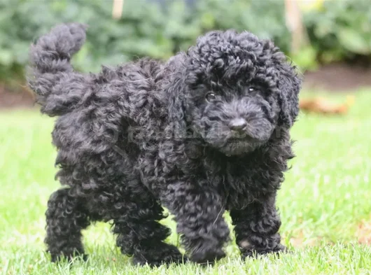 Farklı Ve Özel Olmak Için Mükemmel Siyah Poodle Yavrular görsel