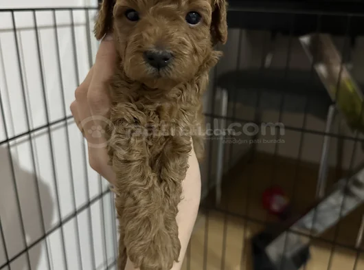 5 Haftalık Teacup Poodle görsel