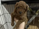 5 Haftalık Teacup Poodle