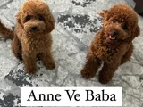 5 Haftalık Teacup Poodle