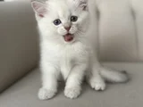 2.5 Aylık Yavru Dişi British Shorthair Yeni Yuvasını Arıyor