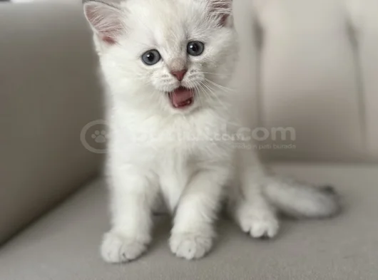 2.5 Aylık Yavru Dişi British Shorthair Yeni Yuvasını Arıyor görsel
