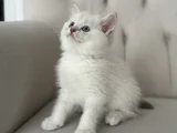 2.5 Aylık Yavru Dişi British Shorthair Yeni Yuvasını Arıyor