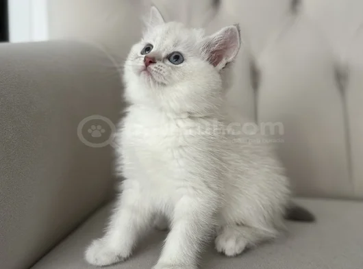 2.5 Aylık Yavru Dişi British Shorthair Yeni Yuvasını Arıyor görsel