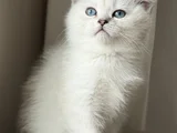 2.5 aylık yavru dişi British shorthair yeni yuvasını arıyor