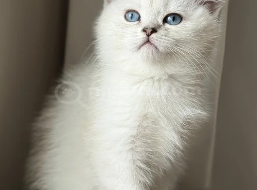 2.5 Aylık Yavru Dişi British Shorthair Yeni Yuvasını Arıyor