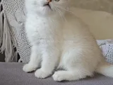 2.5 Aylık Yavru Dişi British Shorthair Yeni Yuvasını Arıyor