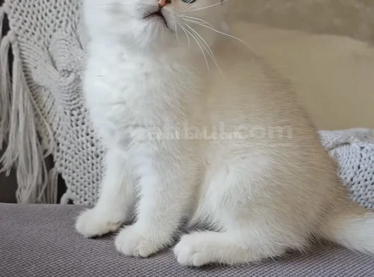 2.5 Aylık Yavru Dişi British Shorthair Yeni Yuvasını Arıyor görsel