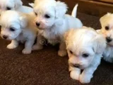 ev doğumu maltese bebegimiz