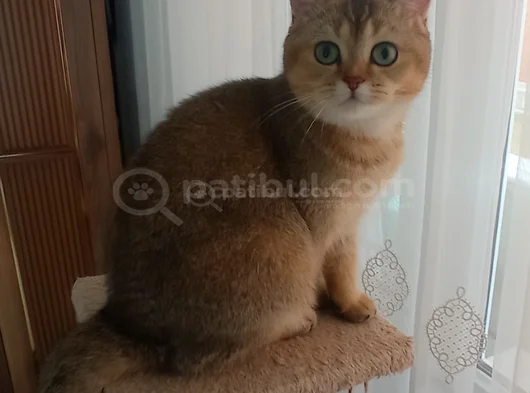 Scottish Straight görsel