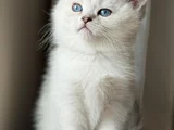 2.5 Aylık Yavru Dişi British Shorthair Yeni Yuvasını Arıyor