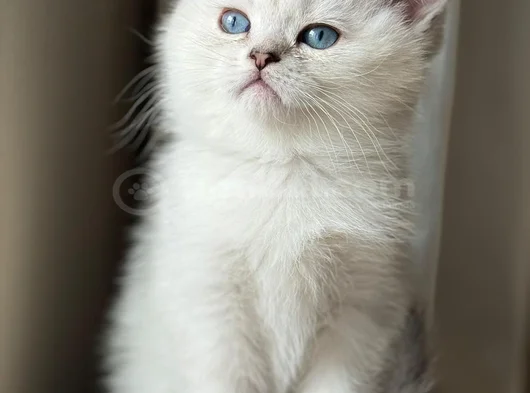 2.5 Aylık Yavru Dişi British Shorthair Yeni Yuvasını Arıyor görsel