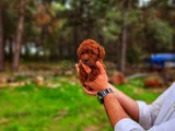 A Kalite 2 Aylık Yavrumuz