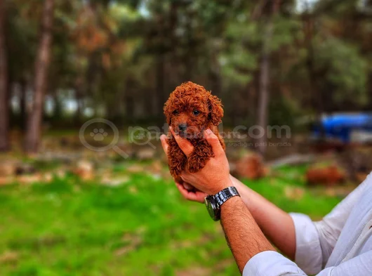 A Kalite 2 Aylık Yavrumuz