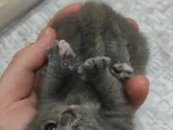 Scotish Fold British Shorthair Yavruları