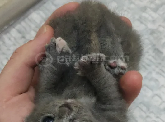 Scotish Fold British Shorthair Yavruları görsel