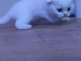 Scotish fold british shorthair yavruları
