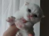 Scotish Fold British Shorthair Yavruları