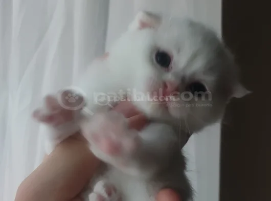 Scotish Fold British Shorthair Yavruları görsel
