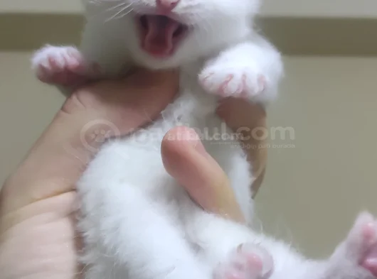 Scotish Fold British Shorthair Yavruları görsel