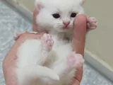 Scotish Fold British Shorthair Yavruları