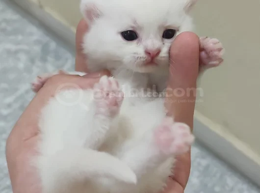 Scotish Fold British Shorthair Yavruları görsel