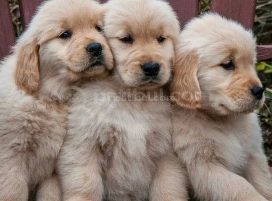 Gelip Canlı Görebileceğiniz Golden Retriever Yavrular görsel