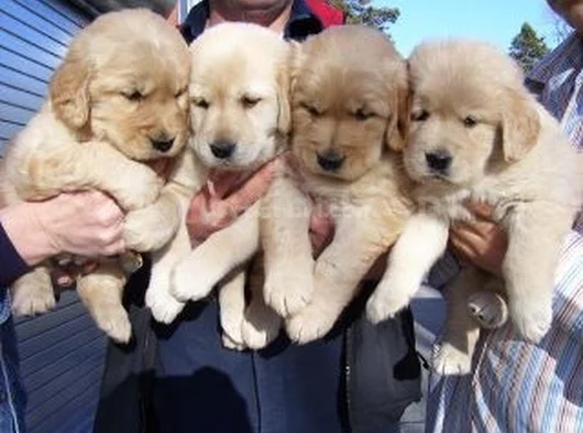 Gelip Canlı Görebileceğiniz Golden Retriever Yavrular görsel