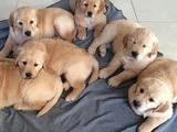 Gelip Canlı Görebileceğiniz Golden Retriever Yavrular