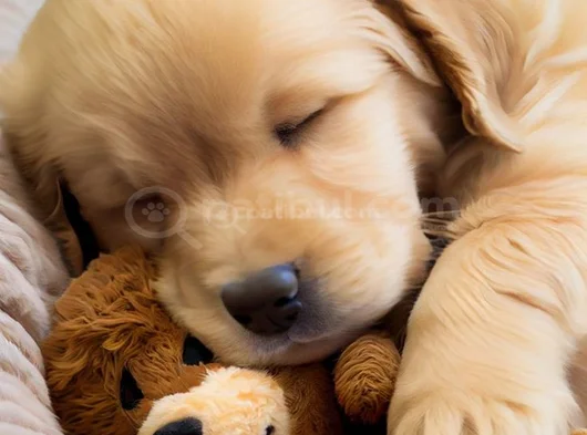 Gelip Canlı Görebileceğiniz Golden Retriever Yavrular görsel