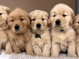Gelip Canlı Görebileceğiniz Golden Retriever Yavrular