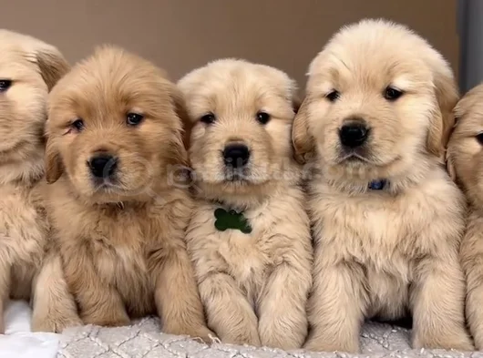 Gelip Canlı Görebileceğiniz Golden Retriever Yavrular