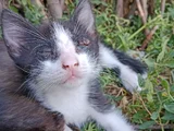 Kedi sahiplendirme