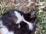 Kedi Sahiplendirme