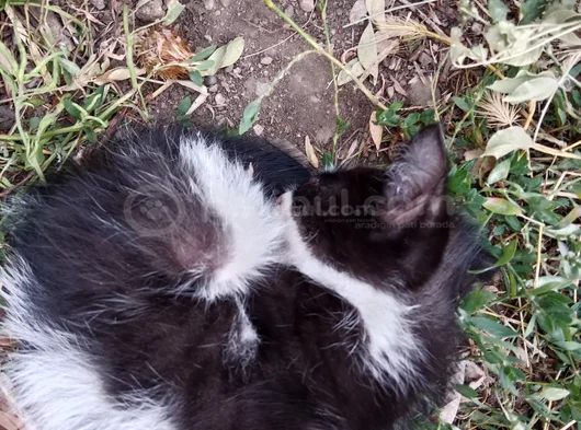 Kedi Sahiplendirme görsel