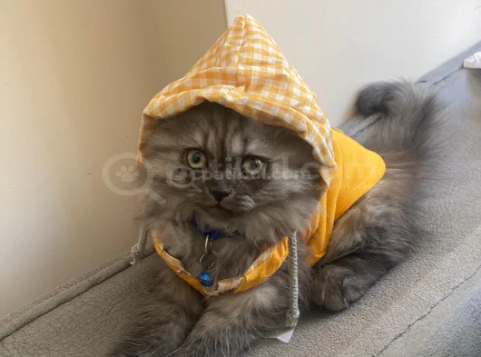 4 Aylık British Longhair