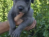 Gri ve siyah