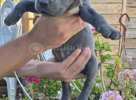 Gri Ve Siyah görsel