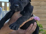 Gri Ve Siyah