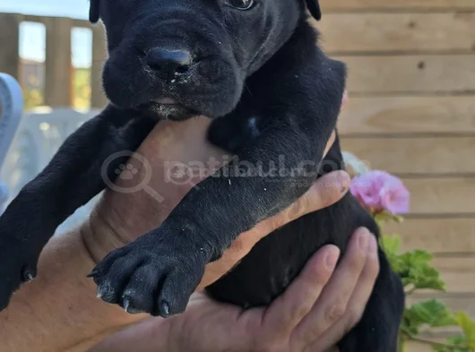 Gri Ve Siyah görsel