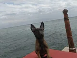Süper kız