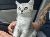 Kızıma güzel bir yuva