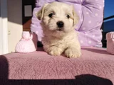 Safkan Maltipoo Yavrular Görerek Alabilirsiniz