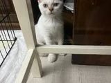 Çok Uyguna Veri̇lecek Aci̇li̇yeti̇ Var