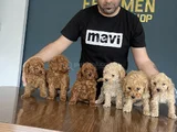 Tr Ni̇n En Güzel Toy Poodle Yavrularimiz Hazir Ankara
