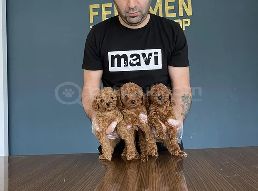 Tr Ni̇n En Güzel Toy Poodle Yavrularimiz Hazir Ankara görsel