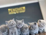 Kedi̇ci̇den Show Kali̇te British Shorthair Yavrulari Ank