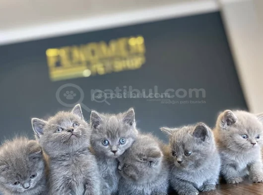 Kedi̇ci̇den Show Kali̇te British Shorthair Yavrulari Ank görsel
